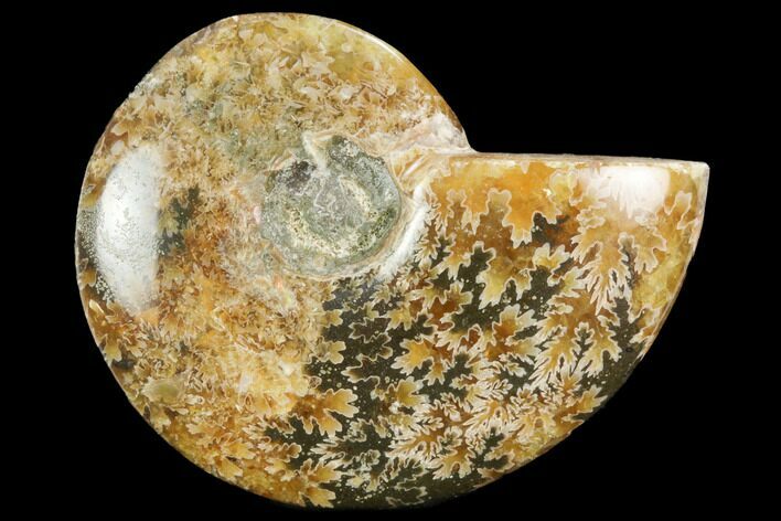 Polished, Agatized Ammonite (Cleoniceras) - Madagascar #119294